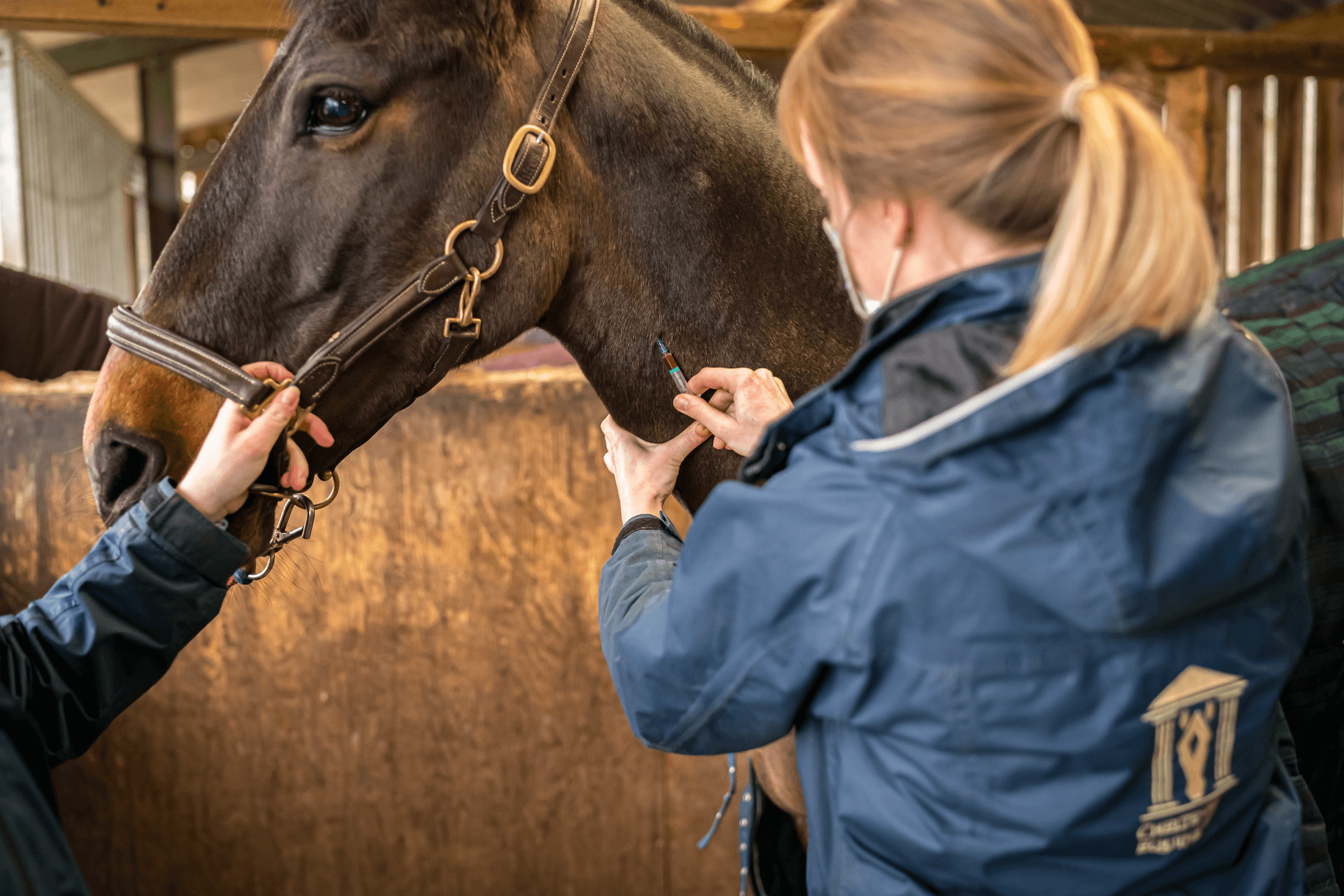 Cheltenham Equine Vets Horse Vaccination Injections